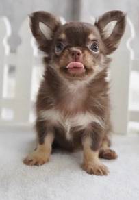 CHIHUAHUA PUPPIES 323🌷Head Apple Cute Dog