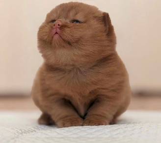 BSH Cinnamon