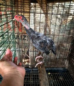 Ayam utk dijual