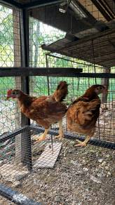 Ayam Penelur