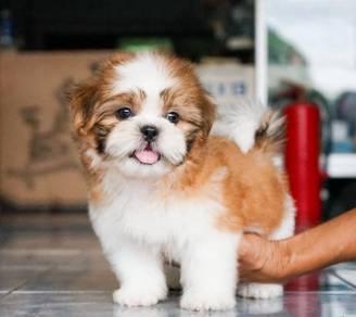 SHIH TZU PUPPIES A367🌻 Small Dog Available Female