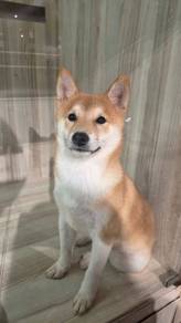 Shiba Inu for sale