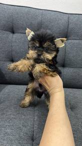 Pure Breed Mini Yorkshire Terrier (AM1) 纯种小体约克夏