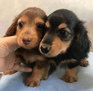 FSA_700166 Mini Dachshund Black Tan color puppies