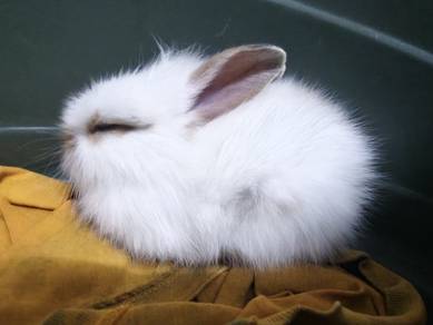 Lionhead Bunnies for SALE!!