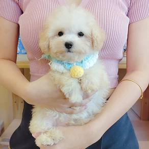 Poodle