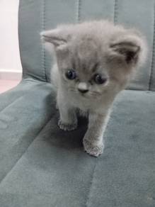 BSH BLUE MALE for rehome