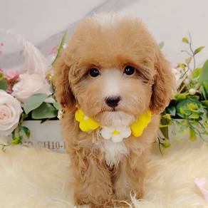 Maltipoo