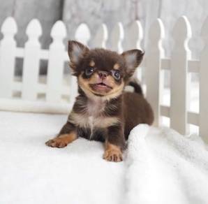 CHIHUAHUA PUPPIES VIP72🌷Head Apple Cute