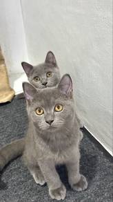 bsh