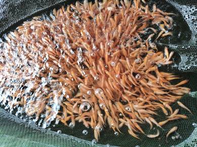Benih Ikan Tilapia Merah Kualiti Terbaik