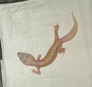 Leopard Gecko Super Nova (negotiable)