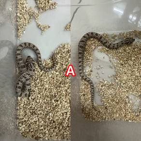RM199 Promo Hognose Until 25 Sep