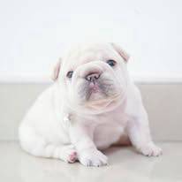 French  Bulldog