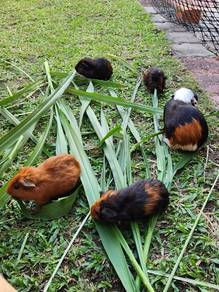 Tikus Belanda - Guinea pig