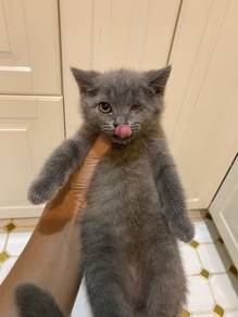 Bsh Kitten For Rehome