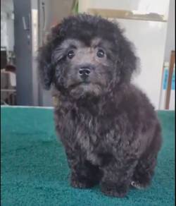 Gray Poodle