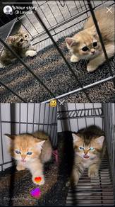 BritishShortHair GOLDEN (sepasang)