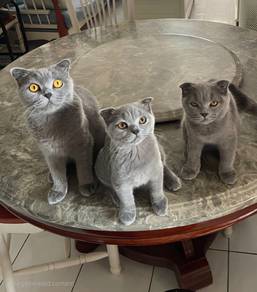 High quality bsh british shorthair fold