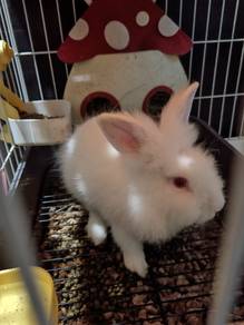 Mini Rabbit (mature male) 
