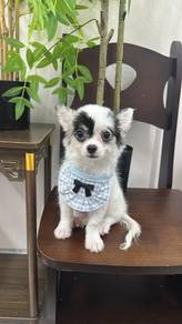 Chihuahua MaleM3Dob : 09 - 03-26