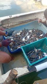ketam bunga 