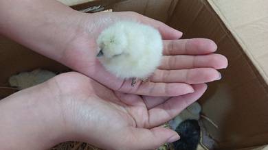 Anak Ayam Silkie US 