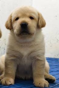 LABRADOR RETRIEVER PUPPIES G67 Good structure