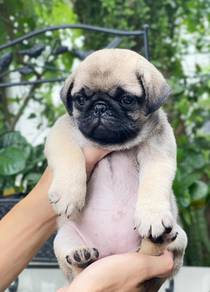 Pug