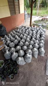 Tanah hitam original