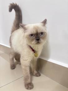 Colorpoint British Shorthair kucing