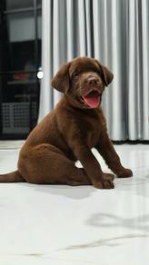 Labrador retriever puppies 13
