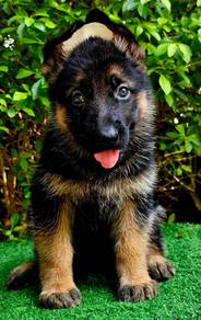 GERMAN SHEPHERD PUPPIES F119 🐻Rehome Male/Female