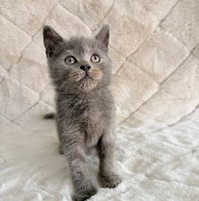 British shorthair