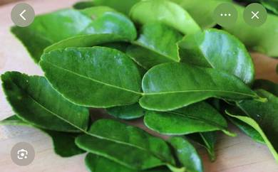 Daun Limau Purut