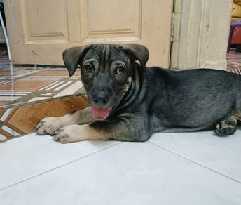 puppies for free adoption 