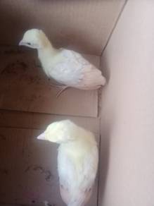 Anak burung merak 