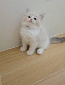 ragdoll