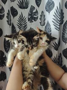 kittens 3 months