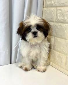 J0251 Shih Tzu Baby Face Fluffy Puppy