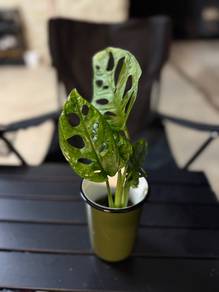 Monstera Adansonii