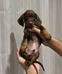 MINIATURE DACHSHUND Puppies 052 🐻 male Rehome