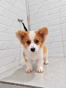Corgi Long Coat High Quality puppies