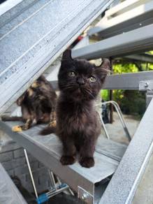 American curl mix
