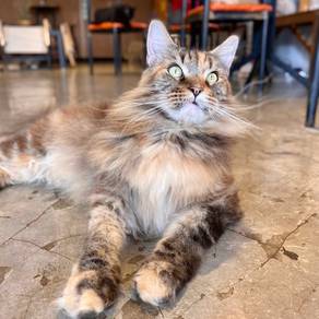 Maine coon mainecoon kucing cat bulu panjang