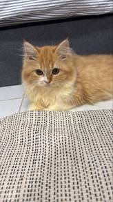 Orange Kitten