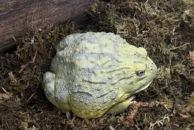 African Bull Frog