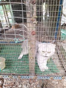 Bsh Silver Male