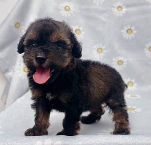 Tiny Poodle Female puppy Rare color