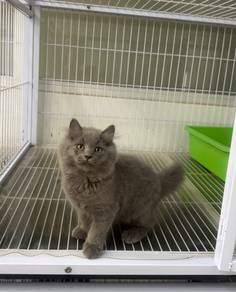 Blue BLH kitten